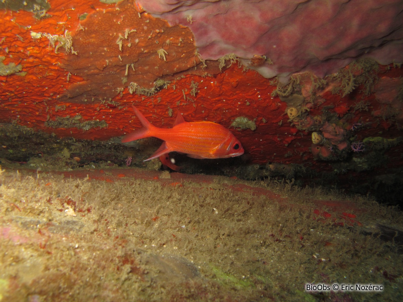 Poisson-écureuil longue épine - Neoniphon marianus - Eric Nozérac - BioObs