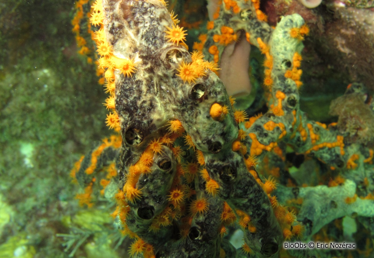 Zoanthaire-éponge doré - Parazoanthus swiftii - Eric Nozérac - BioObs