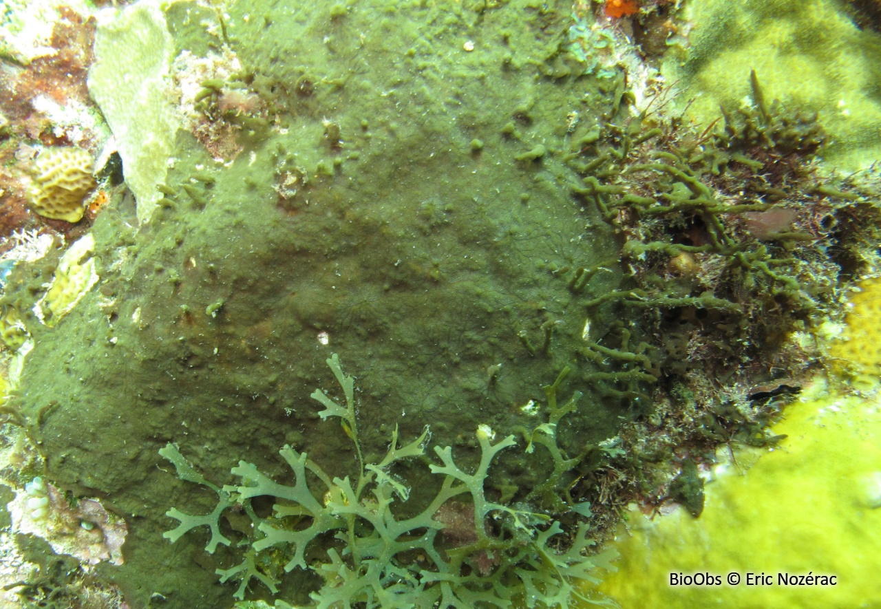 Eponge à petites branches - Aplysina insularis - Eric Nozérac - BioObs