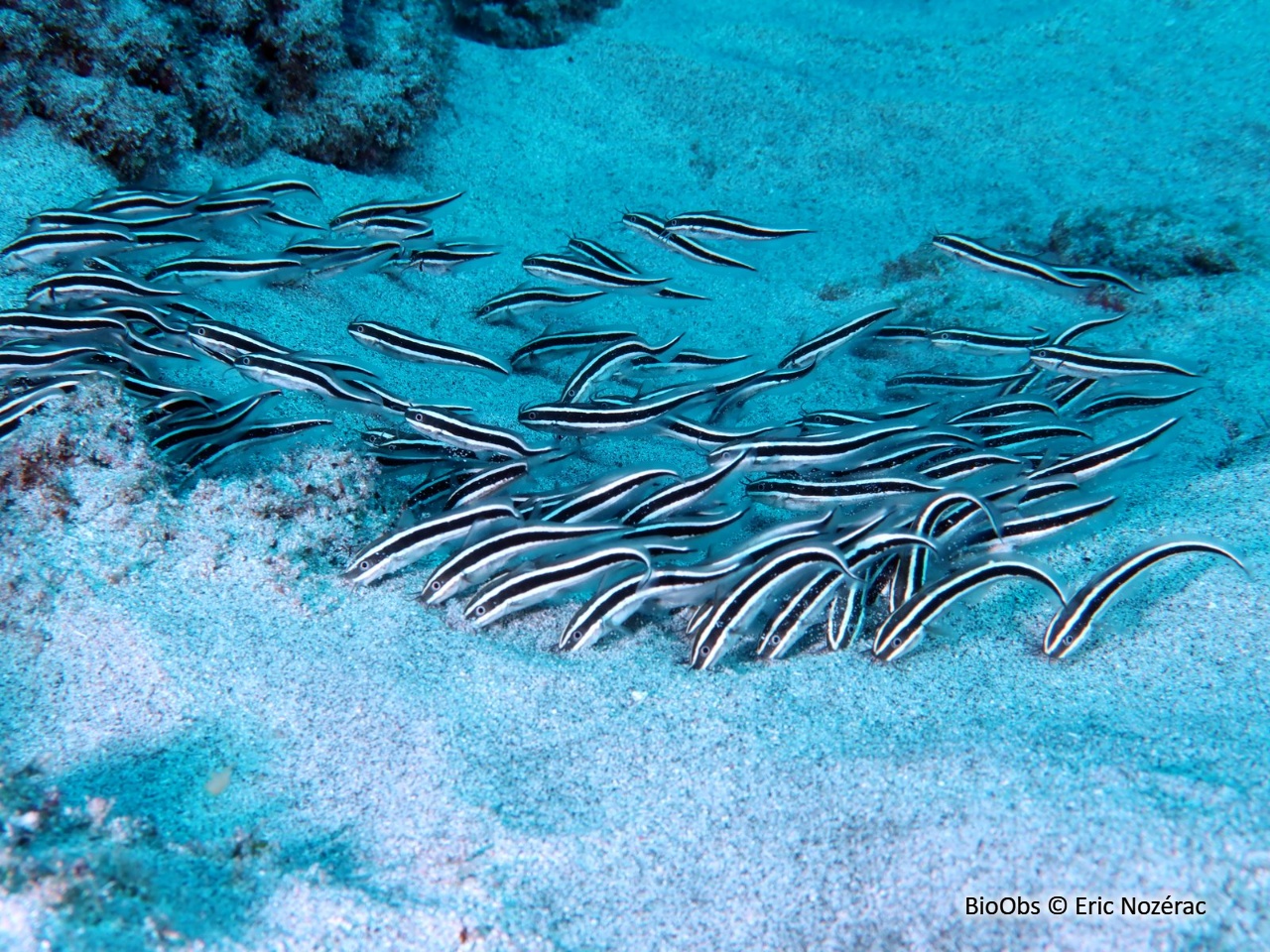 Poisson-chat rayé - Plotosus lineatus - Eric Nozérac - BioObs