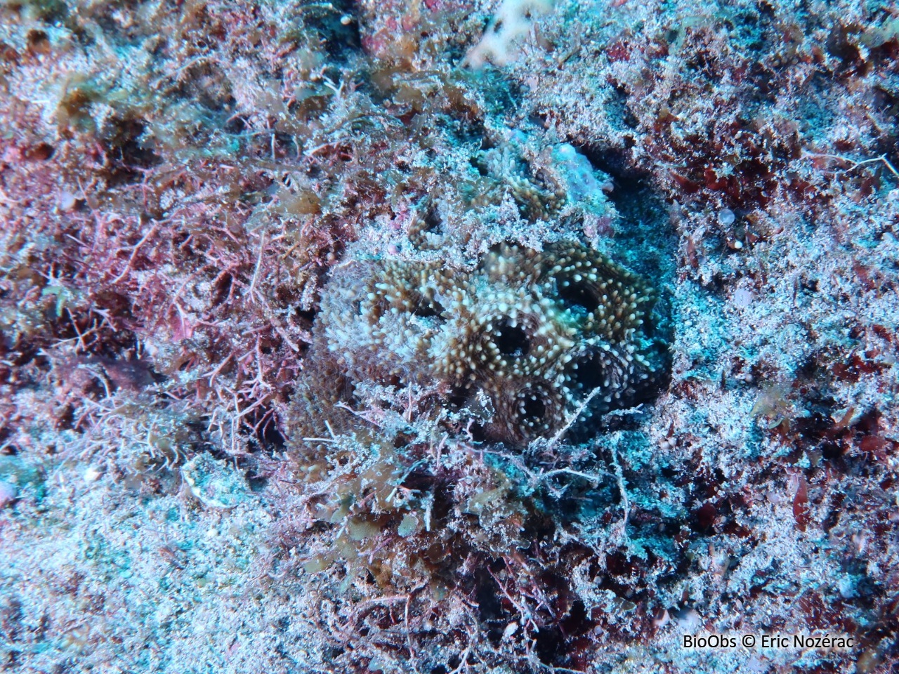 Acanthastrea (genre) - Acanthastrea sp - Eric Nozérac - BioObs