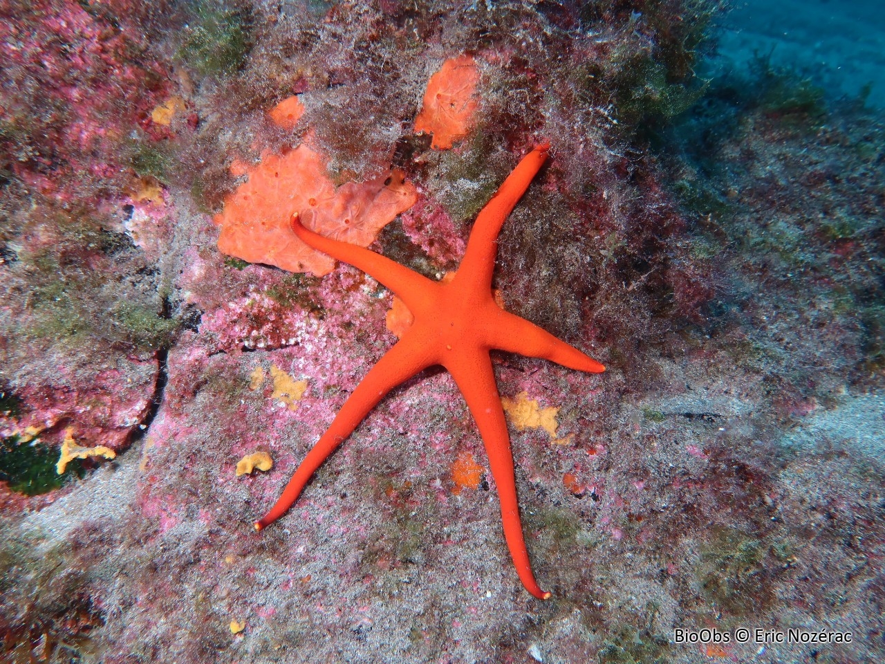 Etoile canarienne - Narcissia canariensis - Eric Nozérac - BioObs