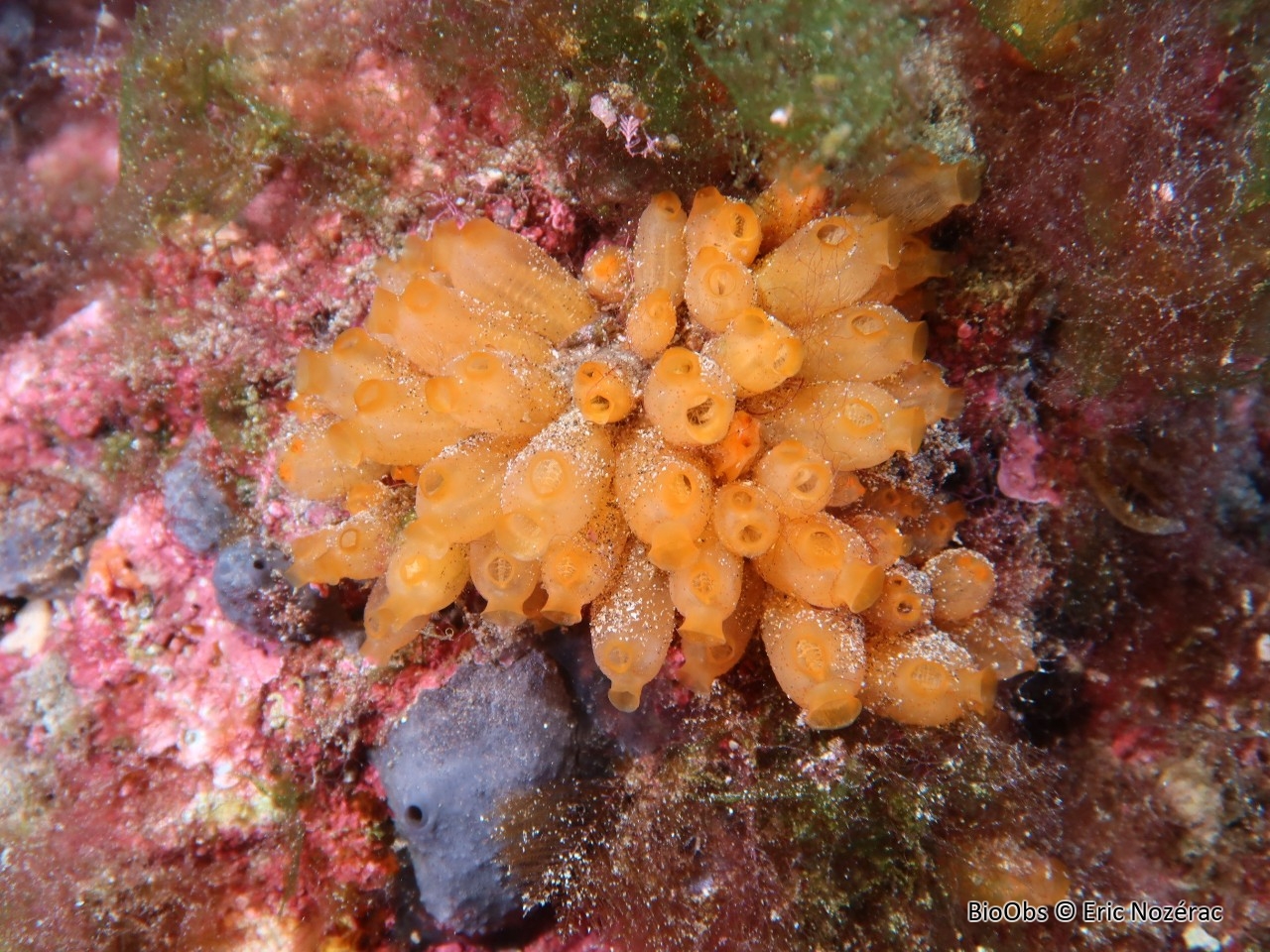 Mirabelle de mer - Stolonica socialis - Eric Nozérac - BioObs