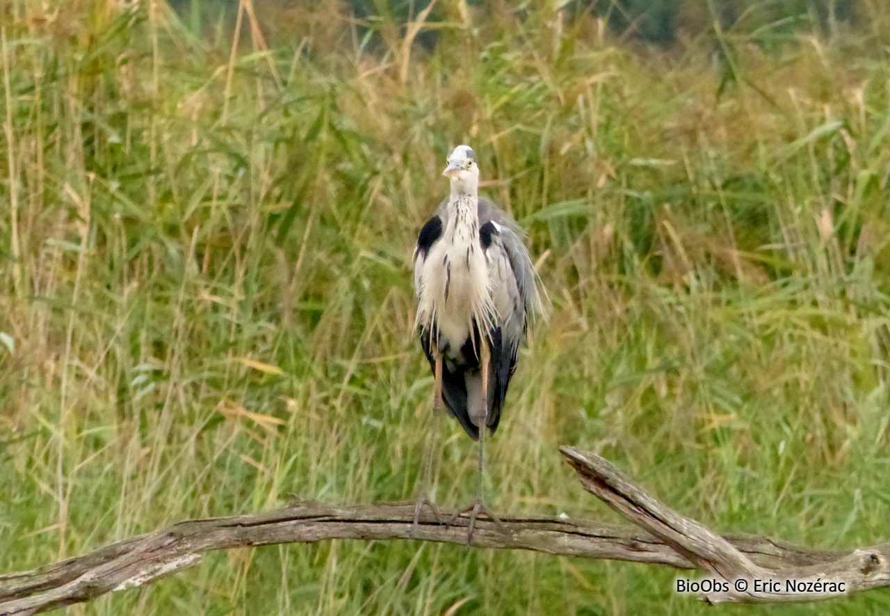 Héron cendré - Ardea cinerea - Eric Nozérac - BioObs