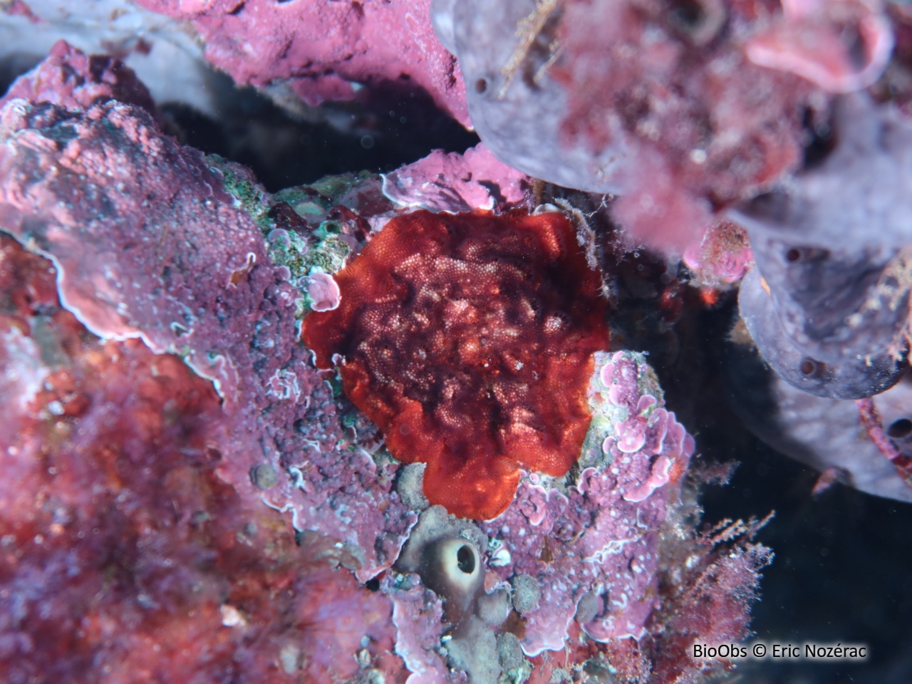 Bryozoaire encroûtant rouge - Schizobrachiella sanguinea - Eric Nozérac - BioObs