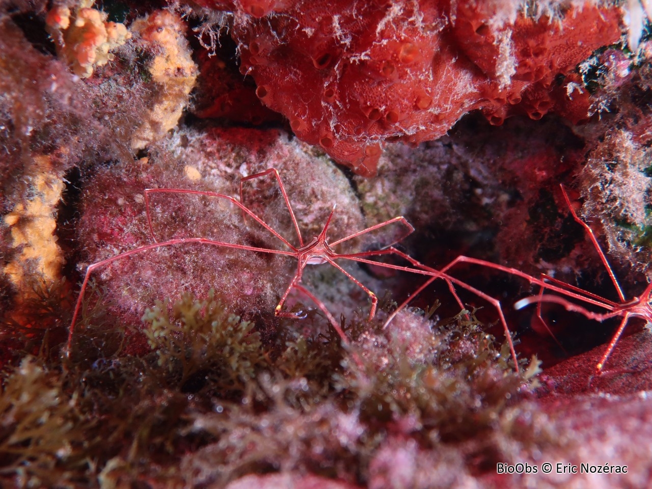 Crabe lance - Stenorhynchus lanceolatus - Eric Nozérac - BioObs