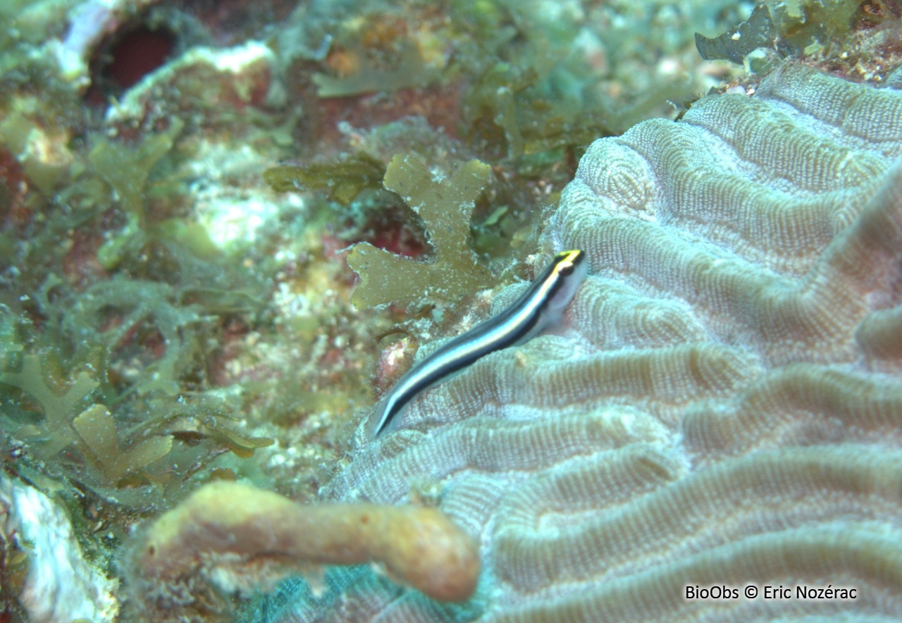 Gobie à nez de requin - Elacatinus evelynae - Eric Nozérac - BioObs