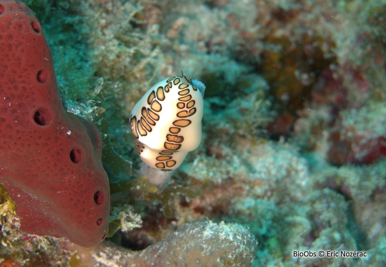 Monnaie caraïbe à ocelles - Cyphoma gibbosum - Eric Nozérac - BioObs