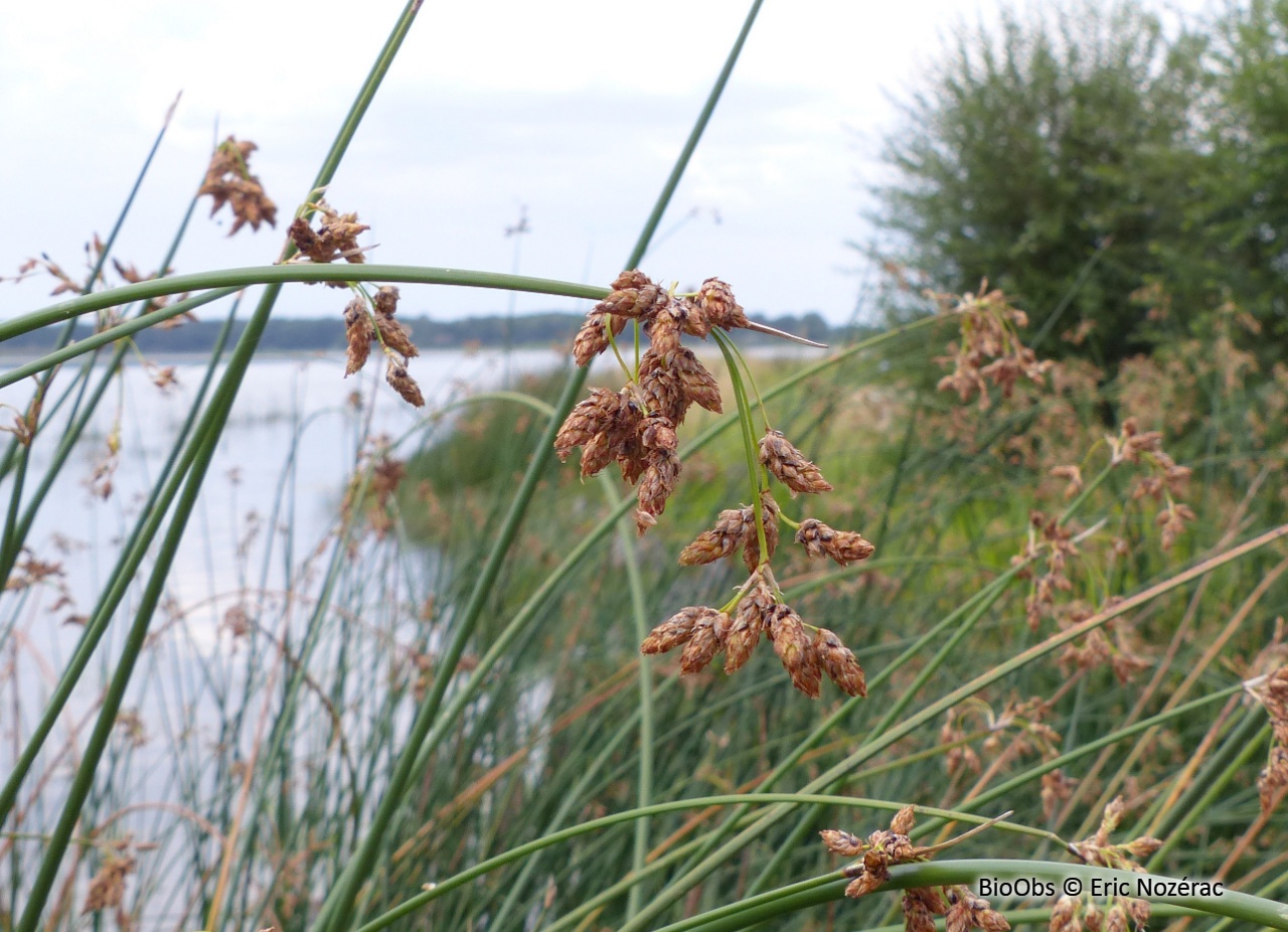 Jonc des chaisiers - Schoenoplectus lacustris - Eric Nozérac - BioObs