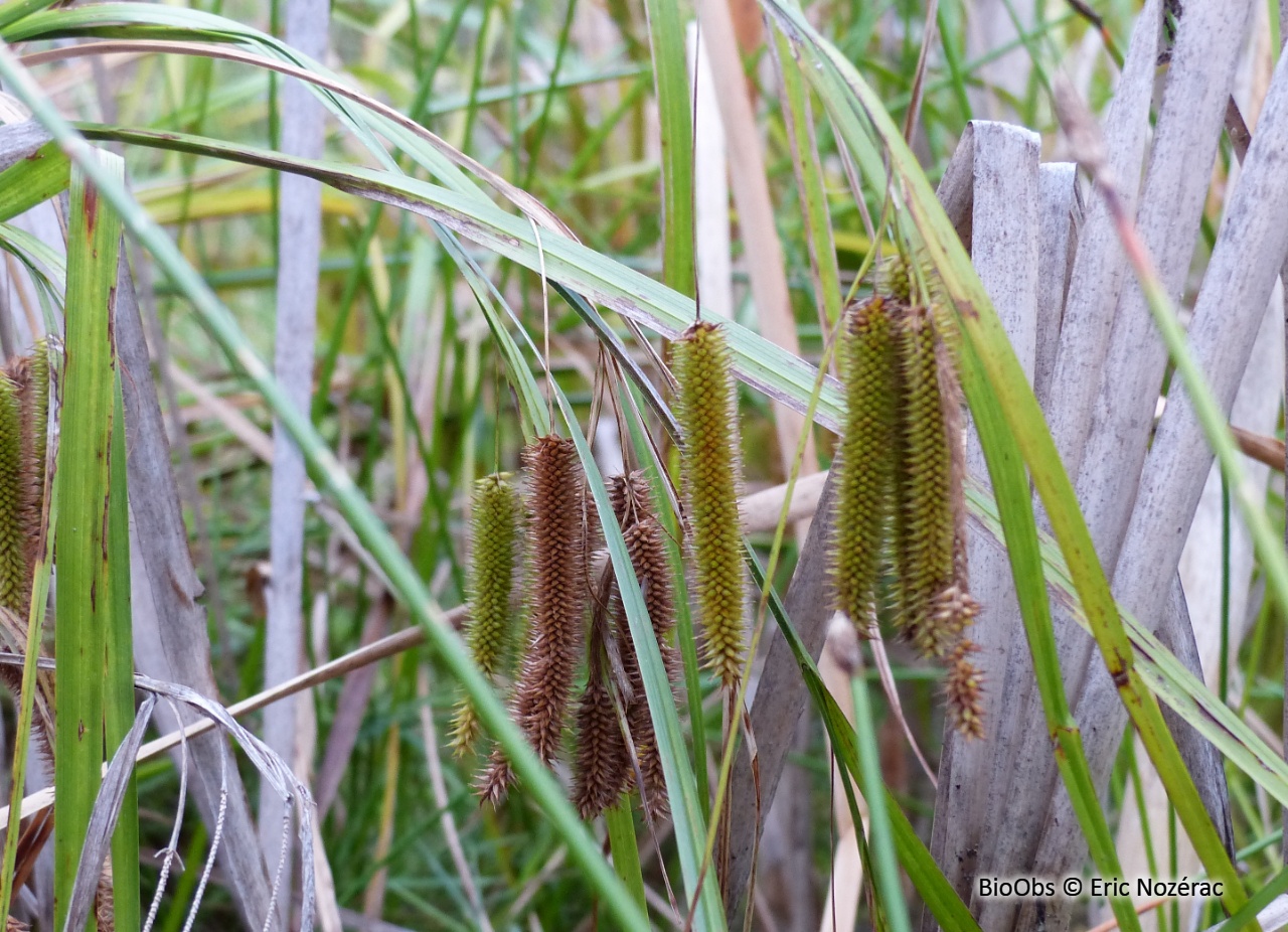 Laîche faux souchet - Carex pseudocyperus - Eric Nozérac - BioObs