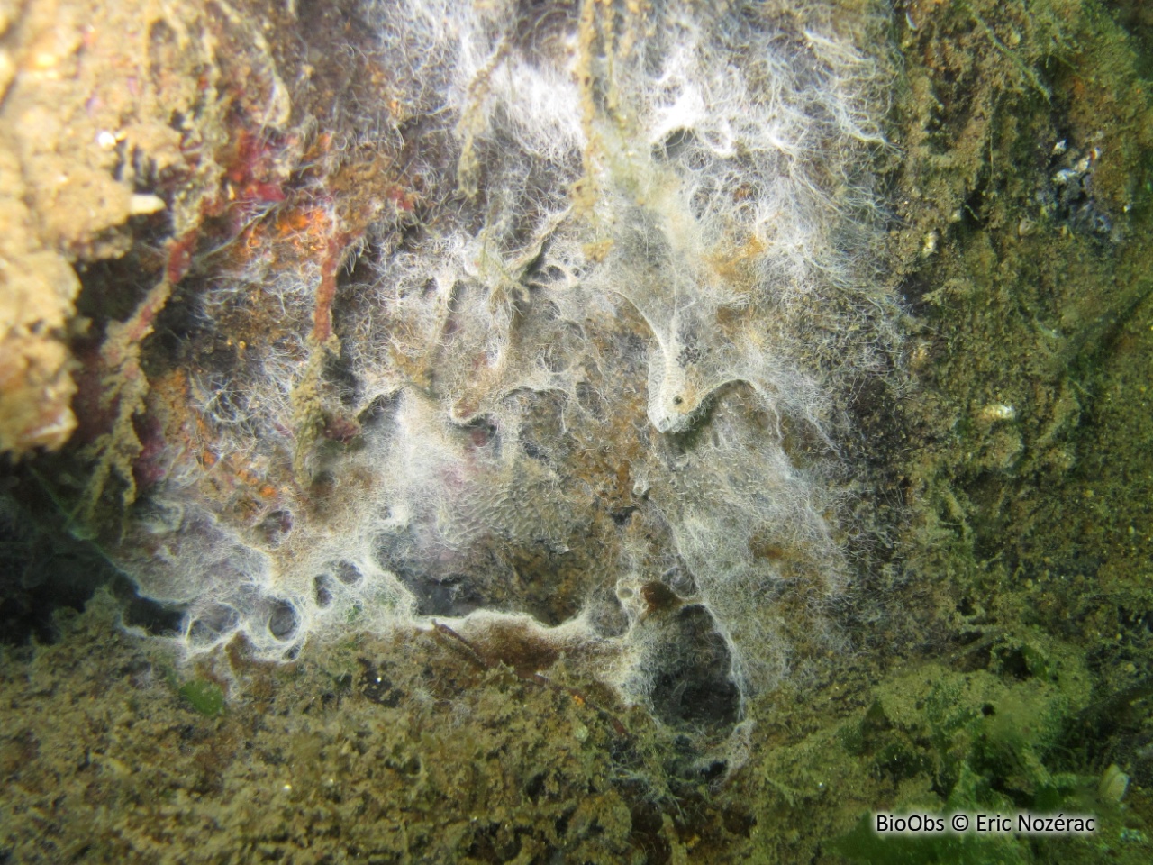 Havrelle merveilleuse - Havrella mirabilis - Eric Nozérac - BioObs