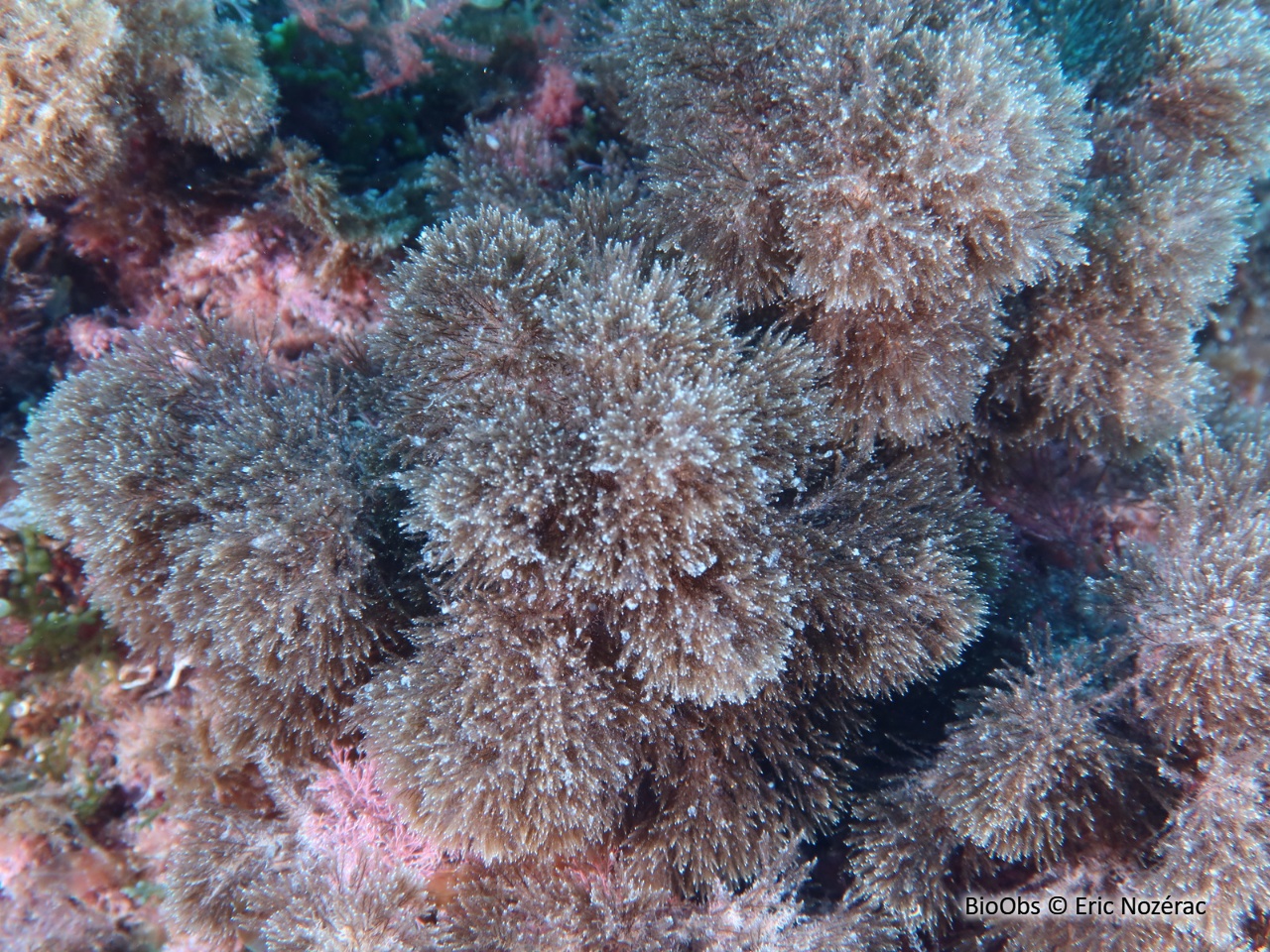 Algue balai - Halopteris scoparia - Eric Nozérac - BioObs