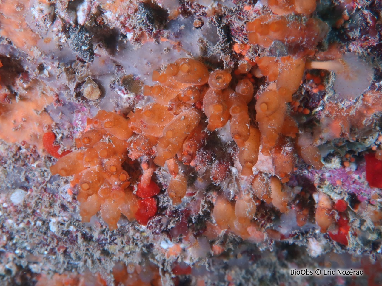 Mirabelle de mer - Stolonica socialis - Eric Nozérac - BioObs