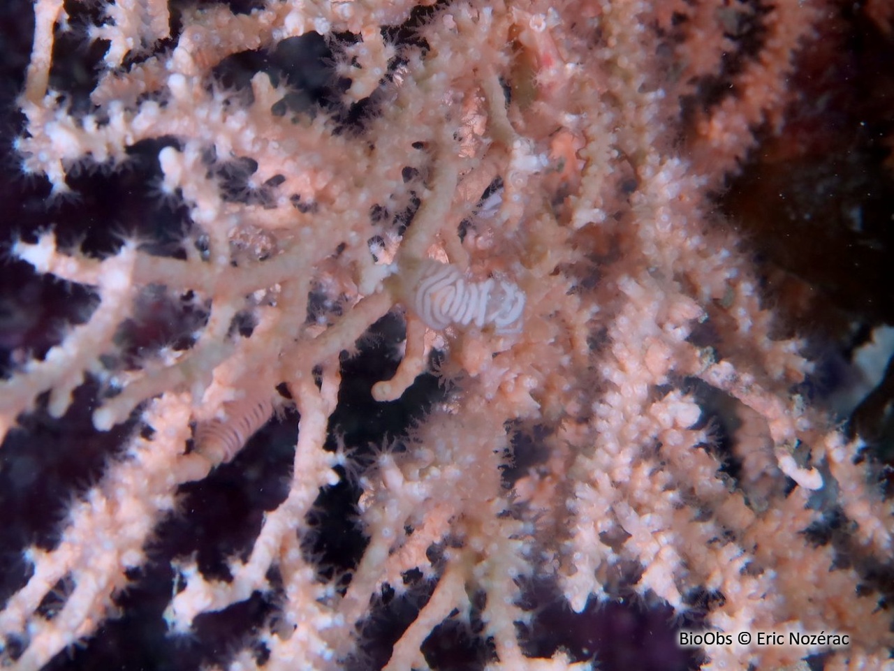 Tritonie des gorgones ponte - Duvaucelia ponte - Eric Nozérac - BioObs