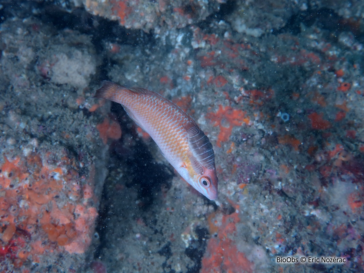 Anilocre - Anilocra - Eric Nozérac - BioObs