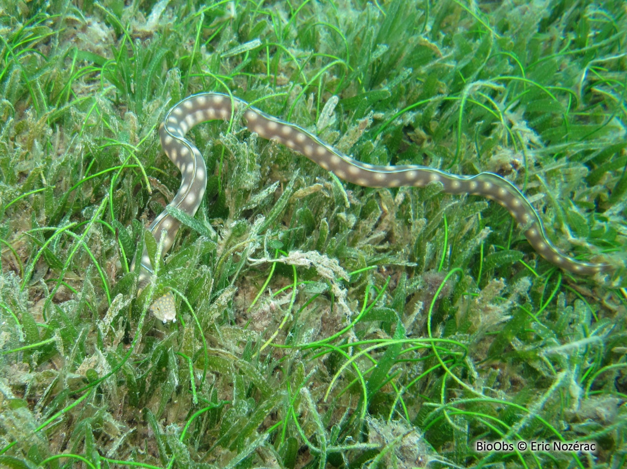 Serpentine dorée - Myrichthys breviceps - Eric Nozérac - BioObs