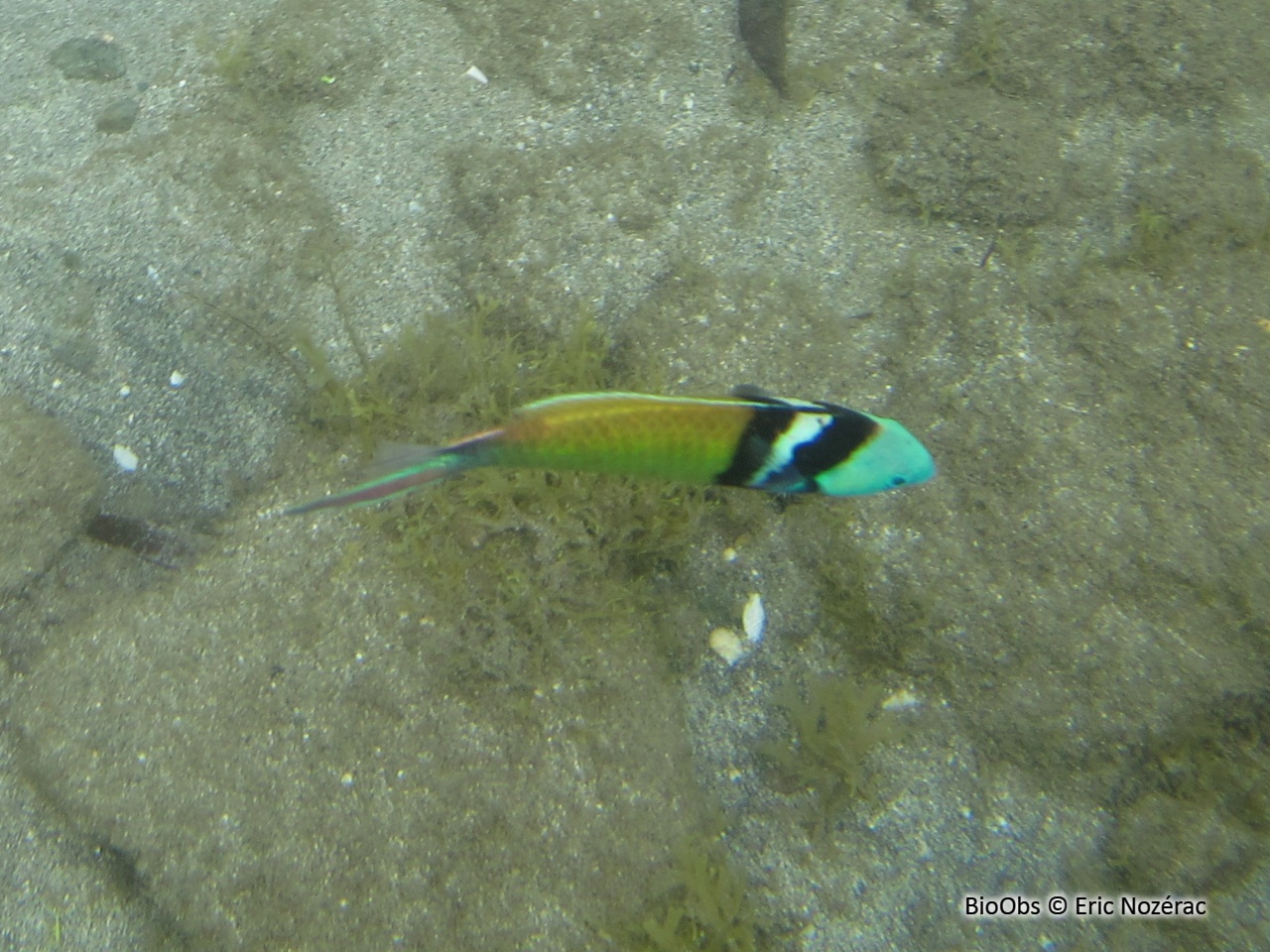 Girelle à tête bleue - Thalassoma bifasciatum - Eric Nozérac - BioObs