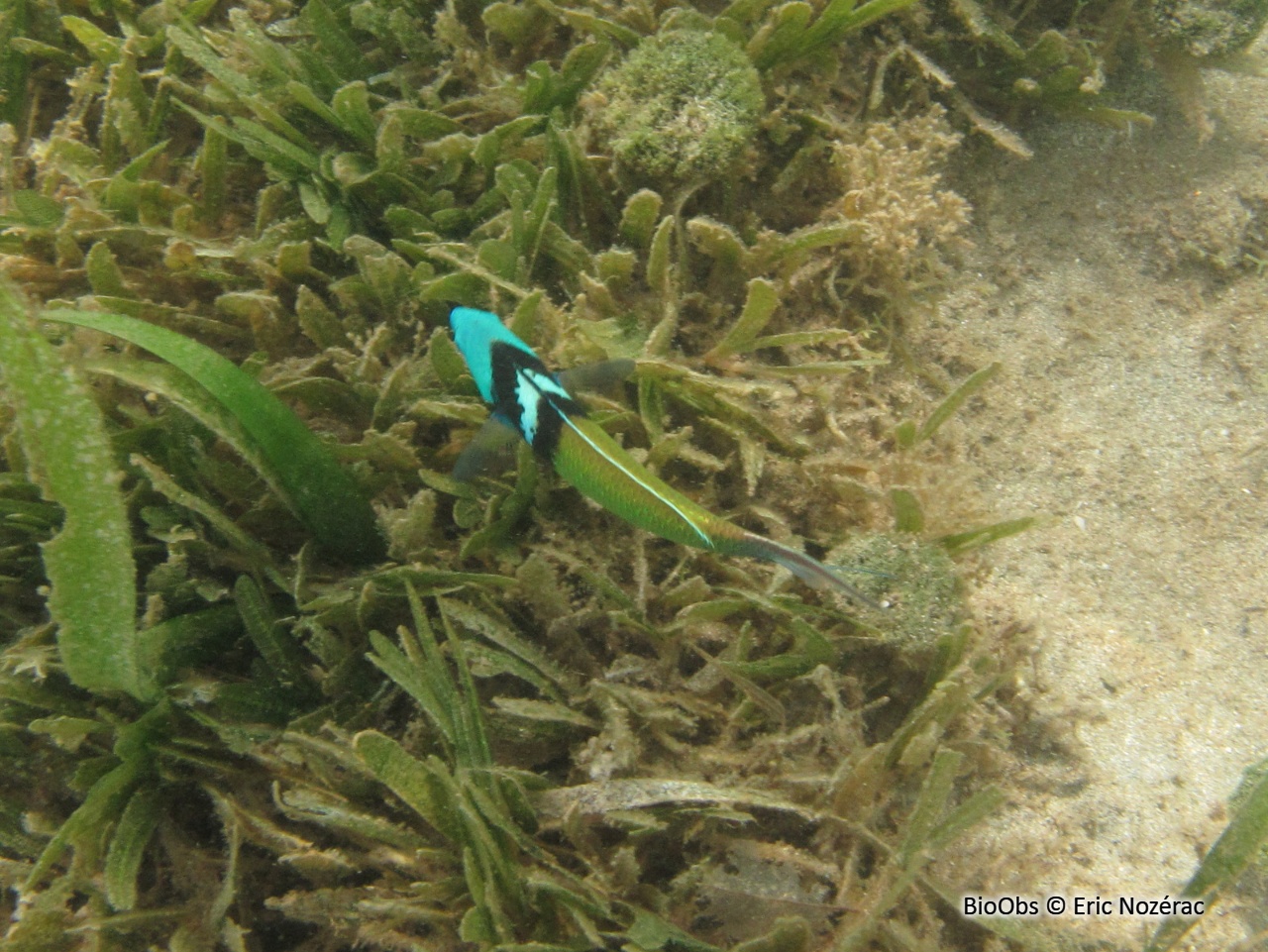 Girelle à tête bleue - Thalassoma bifasciatum - Eric Nozérac - BioObs