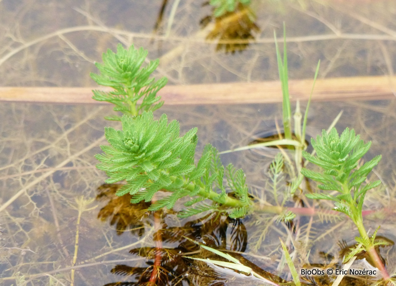 Myriophylle aquatique - Myriophyllum aquaticum - Eric Nozérac - BioObs