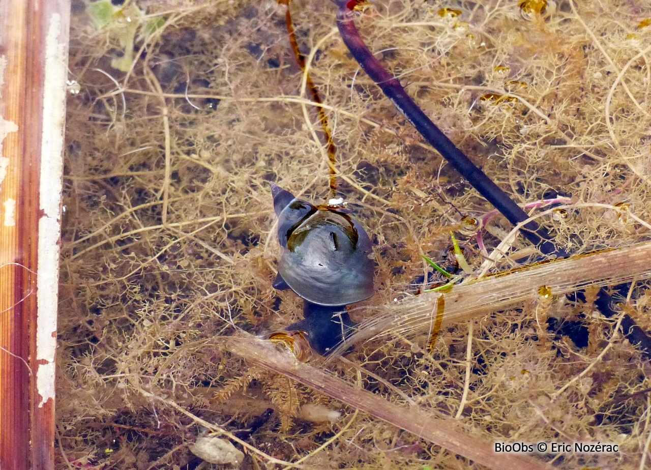 Grande limnée - Lymnaea stagnalis - Eric Nozérac - BioObs