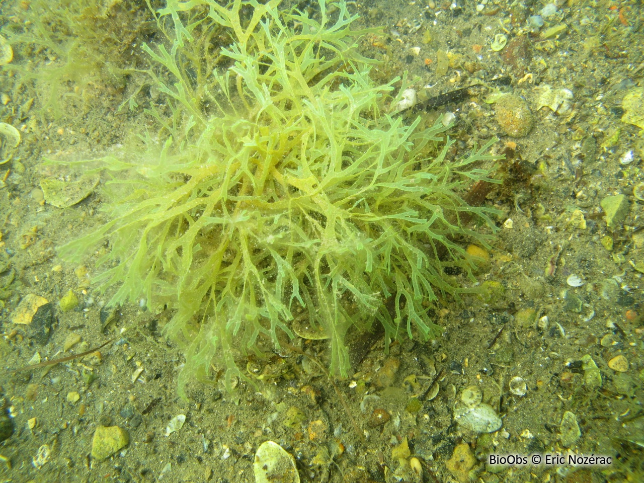 Dictyote rubanée - Dictyota fasciola - Eric Nozérac - BioObs