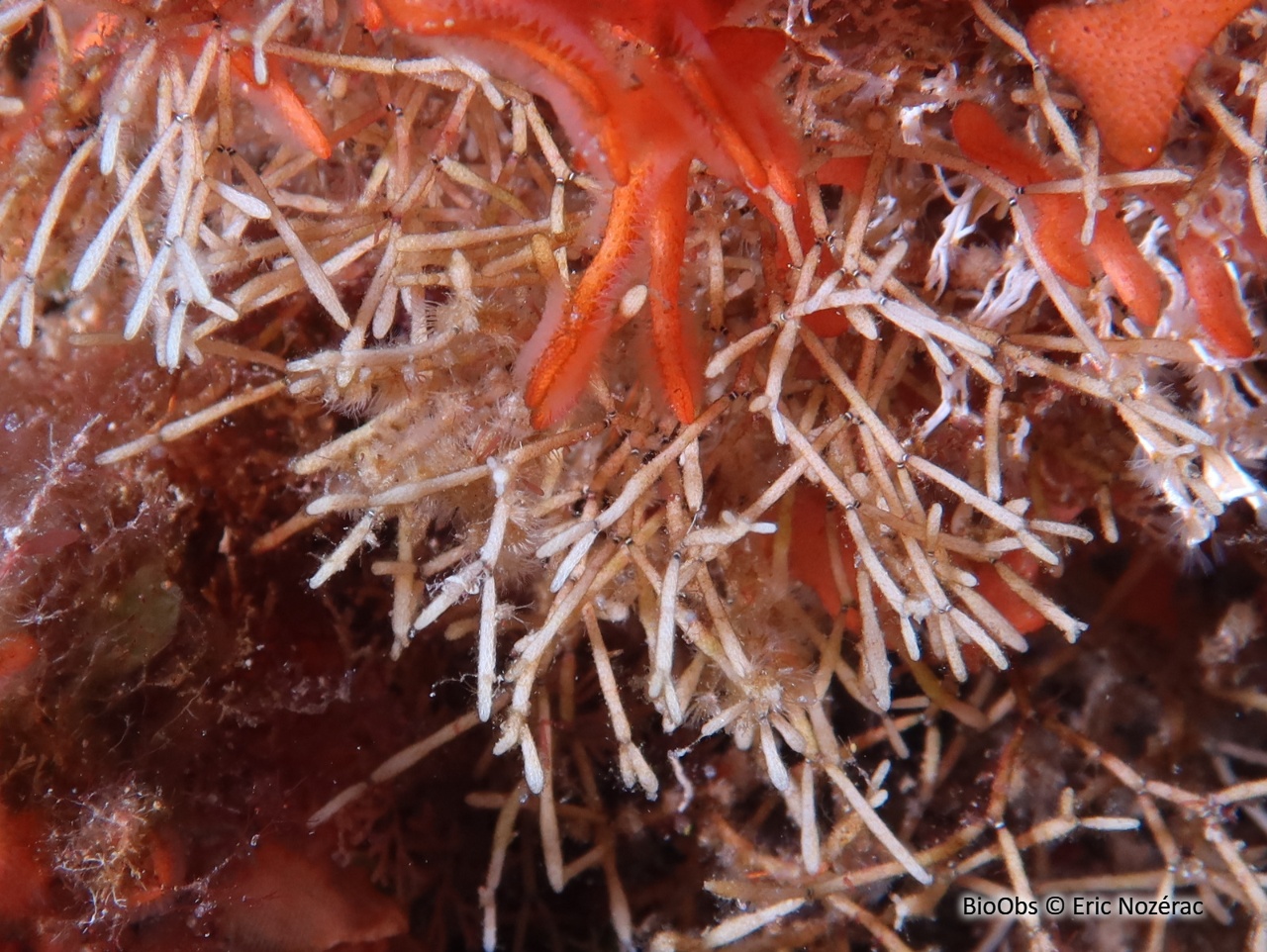 Petite salicornaire - Cellaria sinuosa - Eric Nozérac - BioObs