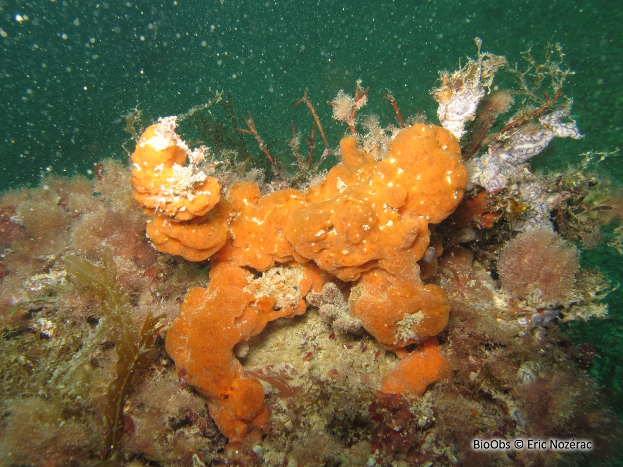 Phorbas velouté - Phorbas plumosus - Eric Nozérac - BioObs