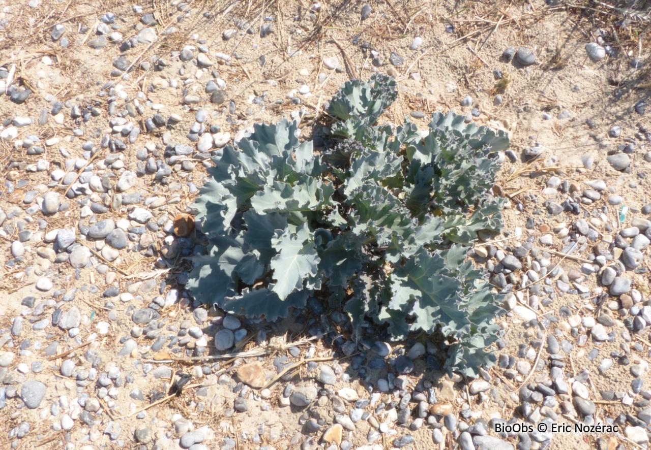 Chou marin - Crambe maritima - Eric Nozérac - BioObs