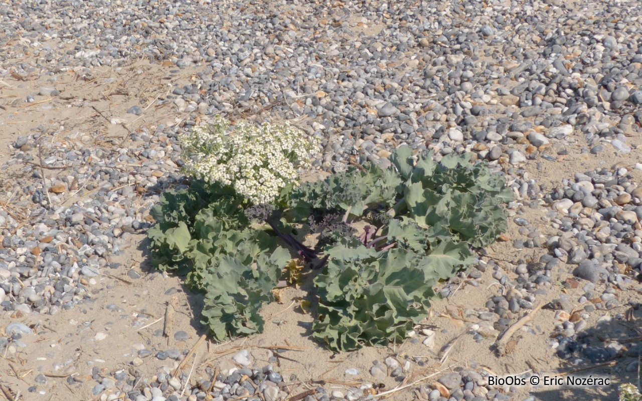 Chou marin - Crambe maritima - Eric Nozérac - BioObs