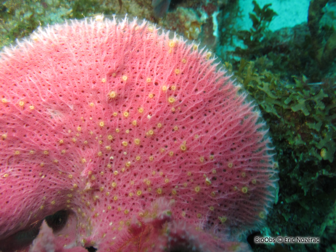 Zoanthaire-éponge grisâtre - Umimayanthus parasiticus - Eric Nozérac - BioObs