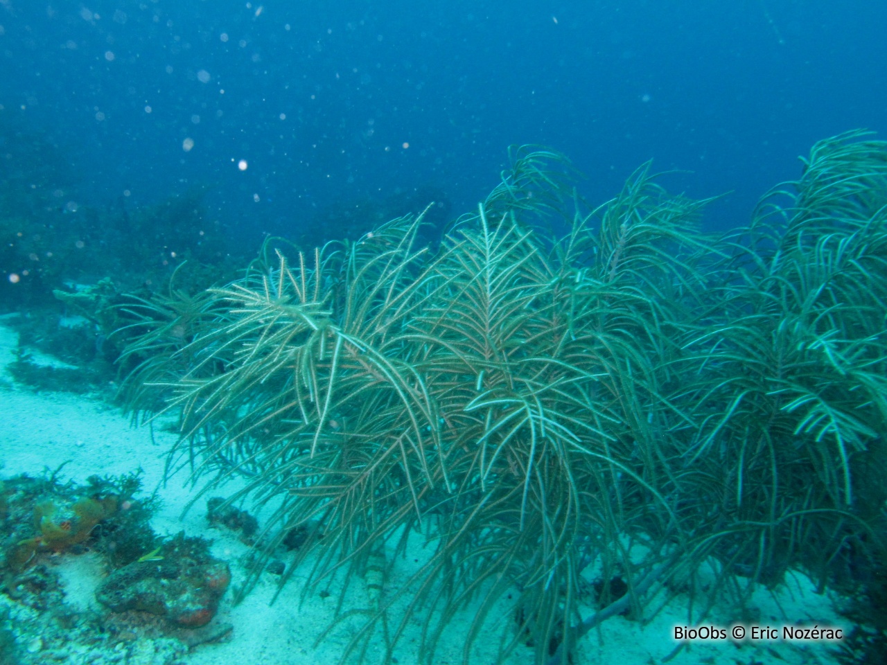 Gorgone plume - Antillogorgia acerosa - Eric Nozérac - BioObs