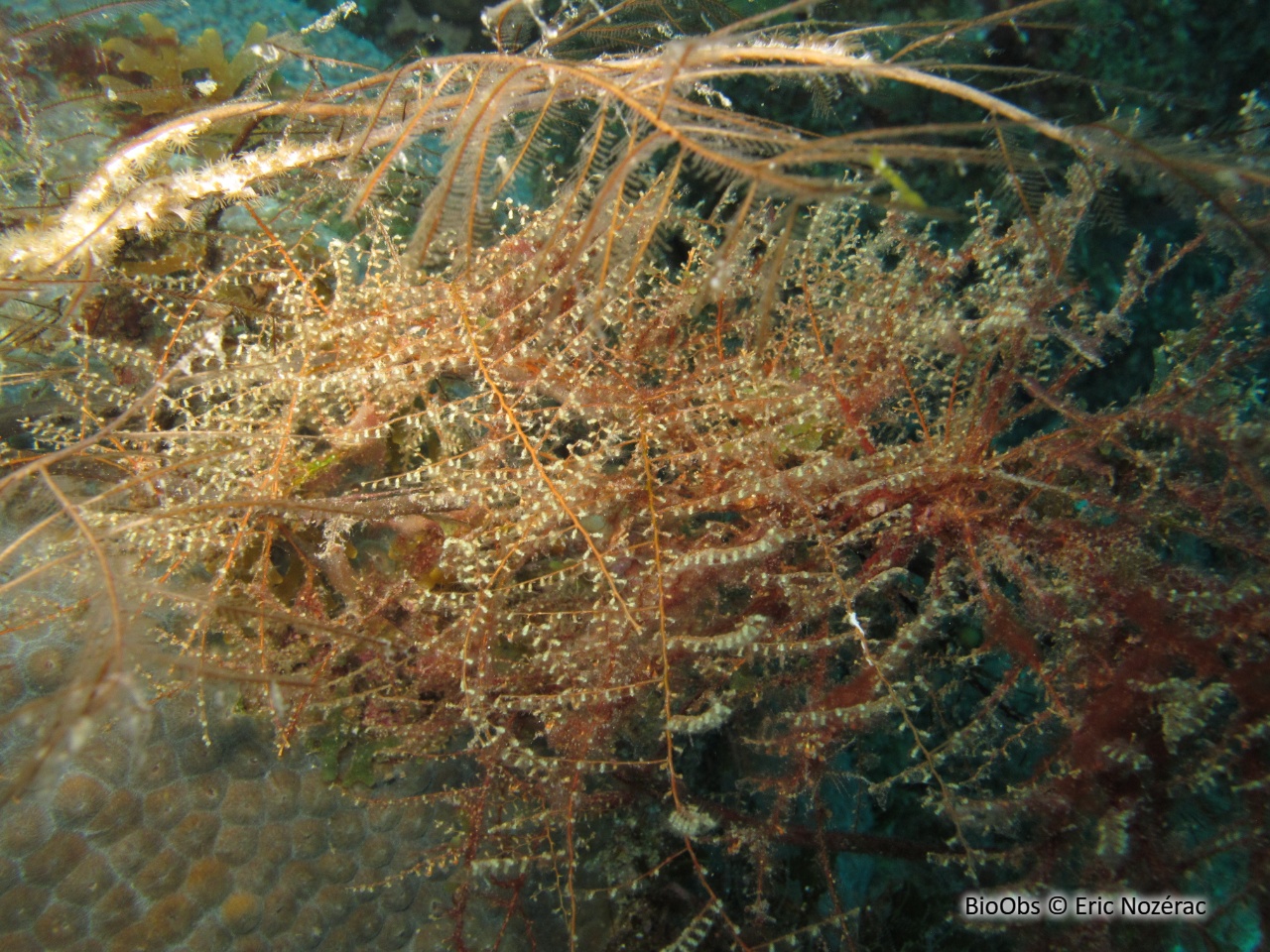 Hydraires-algues des antilles - Thyroscyphus sp. - Eric Nozérac - BioObs