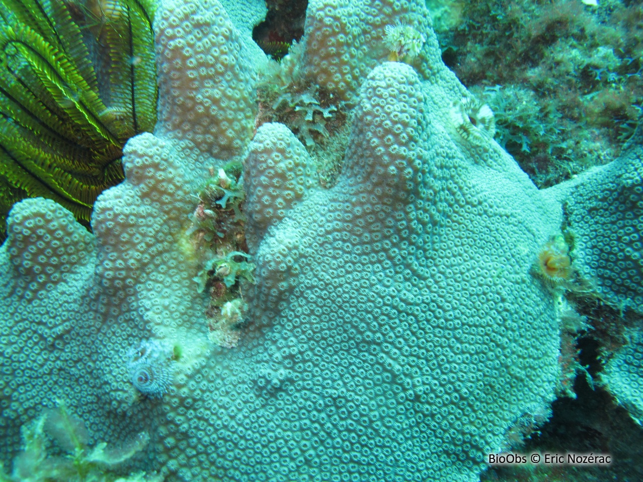 Corail-étoilé montagneux - Orbicella faveolata - Eric Nozérac - BioObs