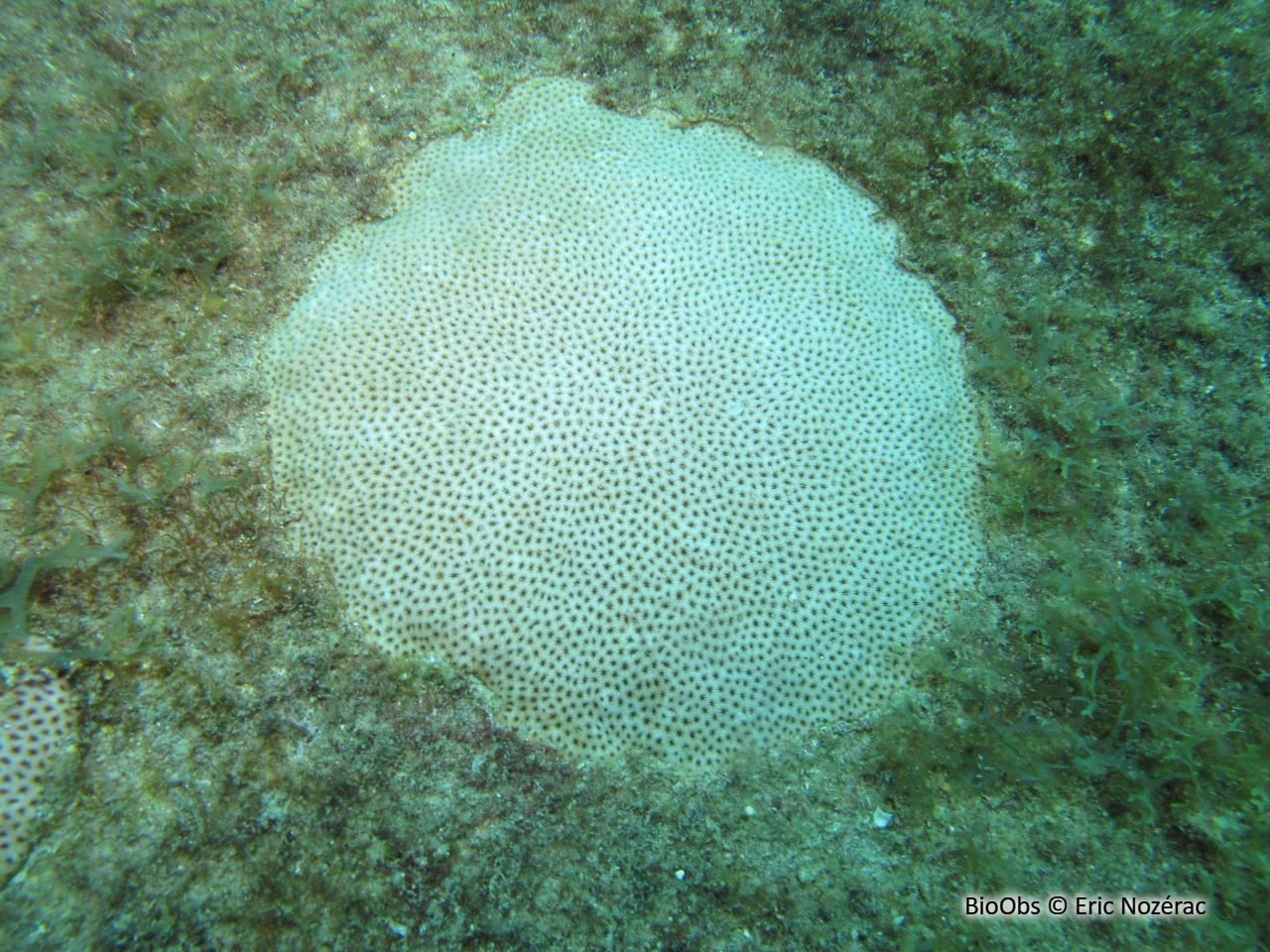 Petit corail starlette - Siderastrea radians - Eric Nozérac - BioObs