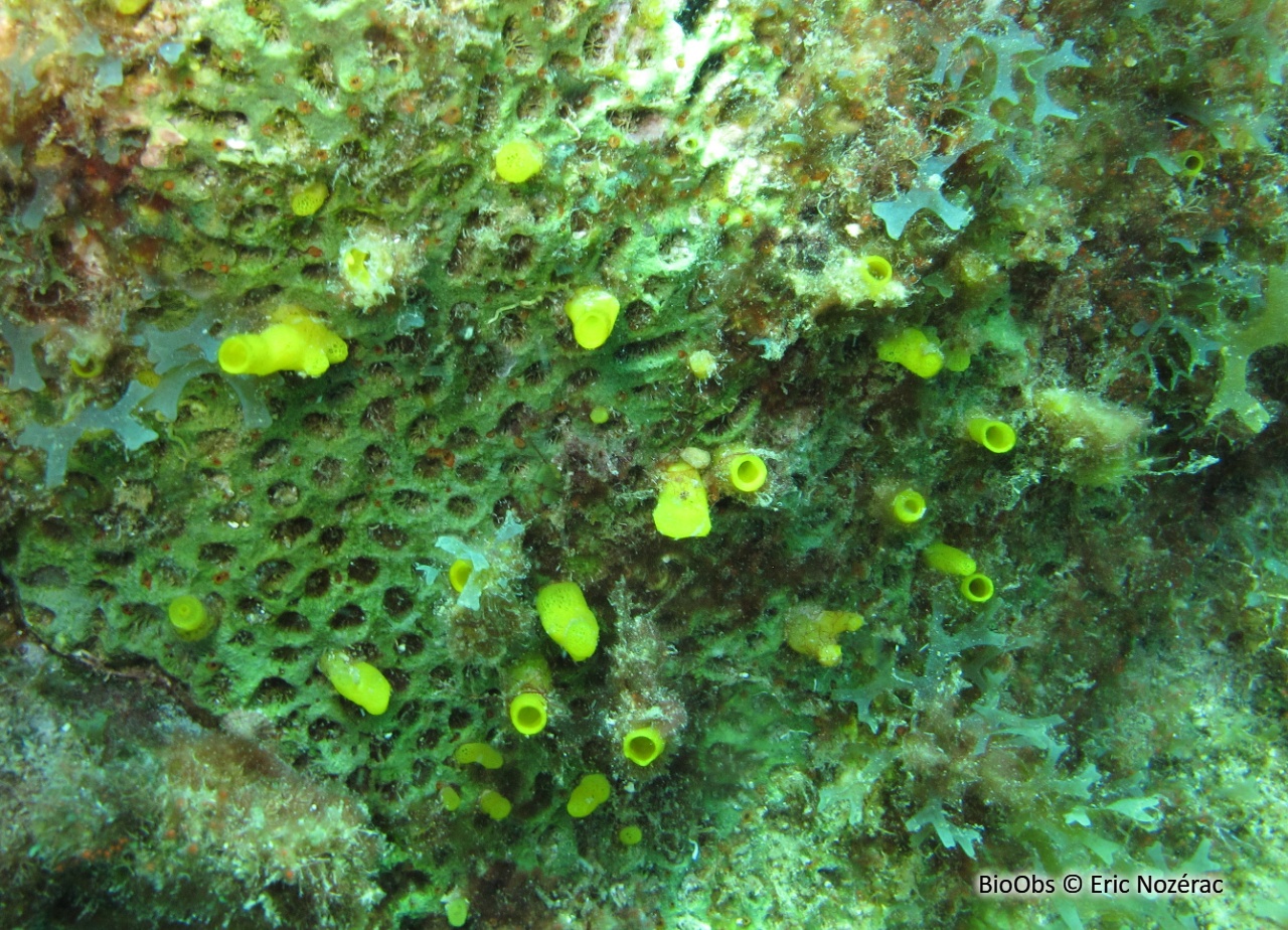 Eponge perforante jaune - Siphonodictyon coralliphagum - Eric Nozérac - BioObs