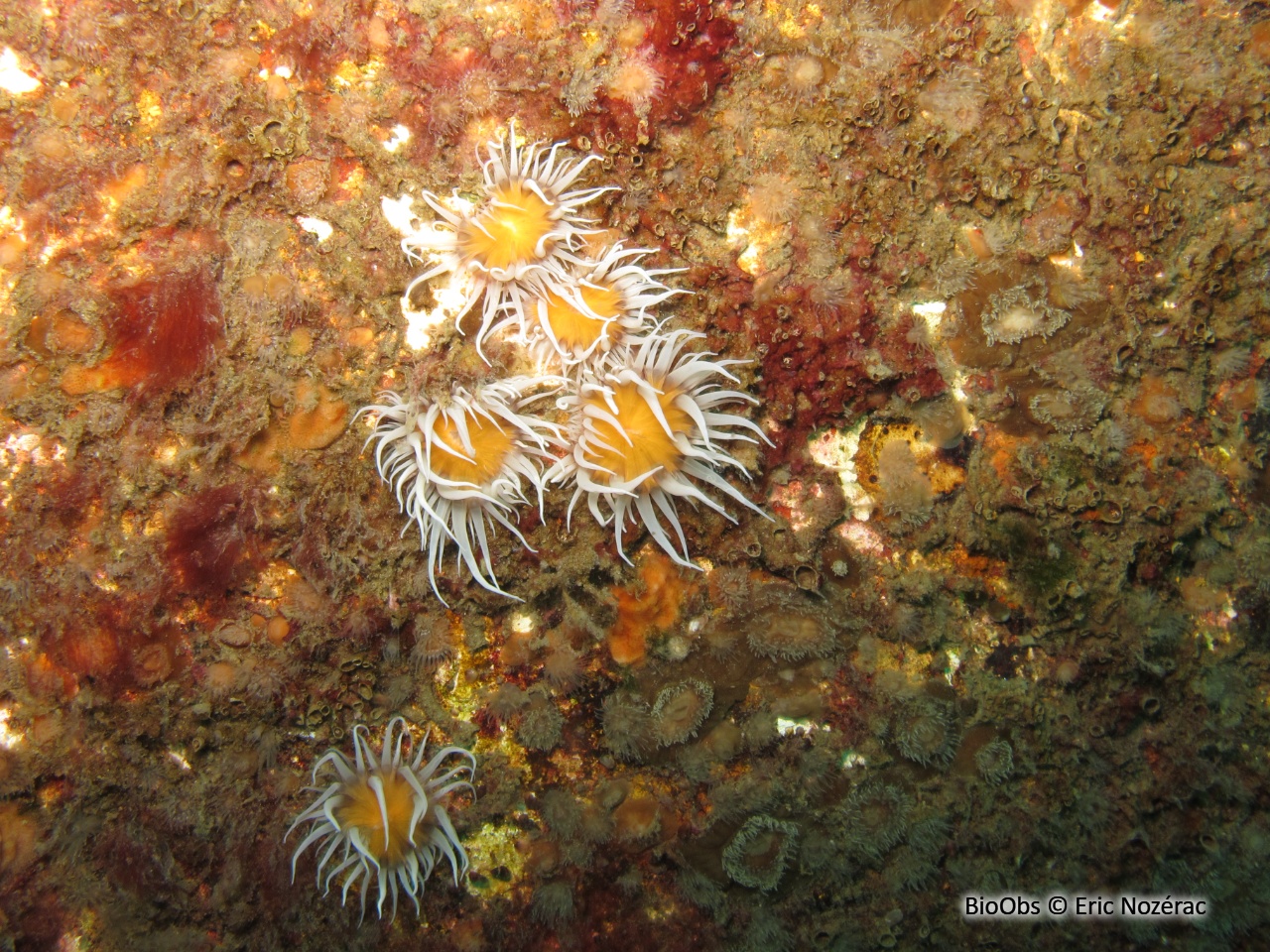 Anémone marguerite - Actinothoe sphyrodeta - Eric Nozérac - BioObs
