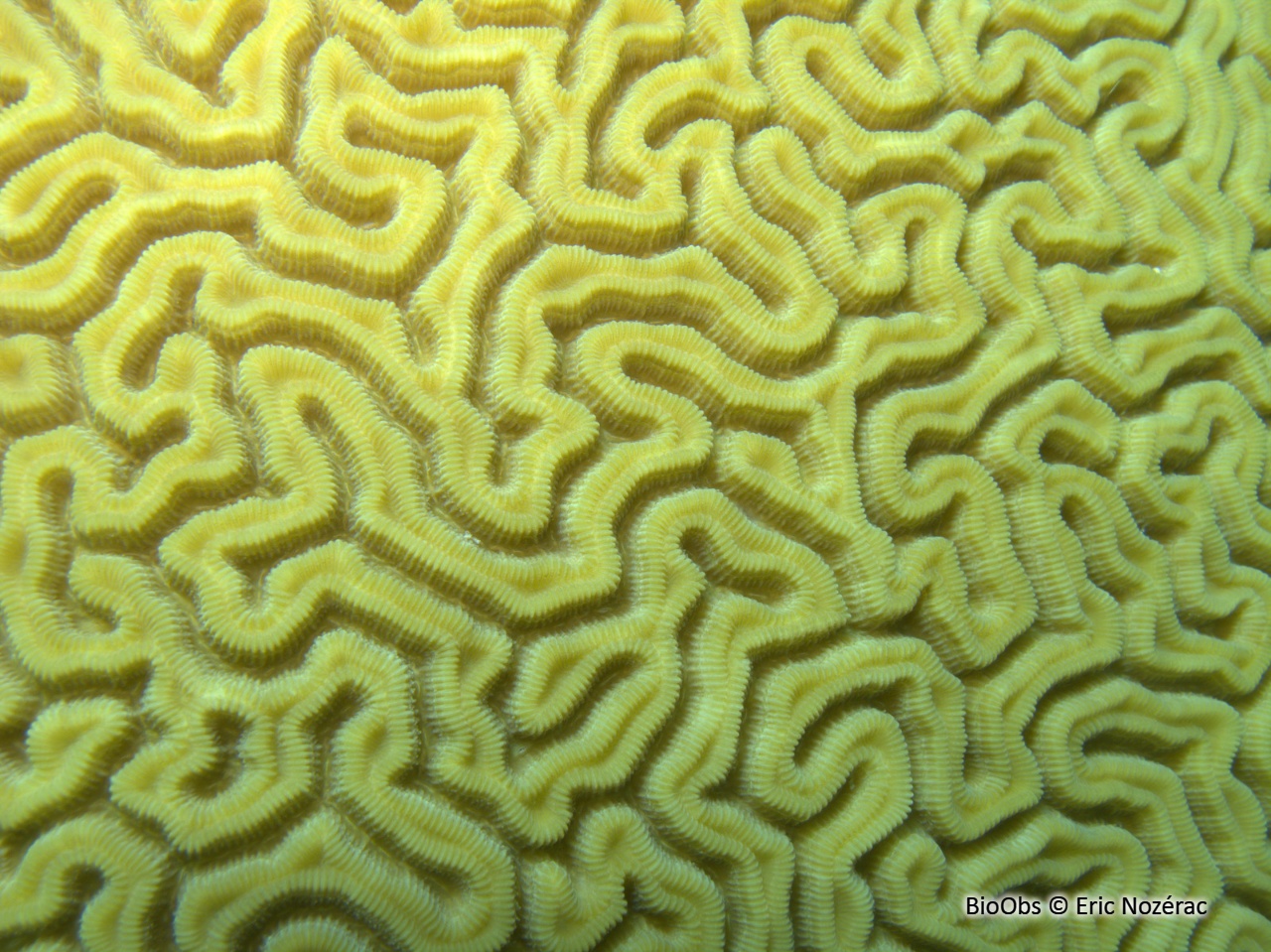 Corail cerveau - Diploria/ pseudodiploria sp. - Eric Nozérac - BioObs