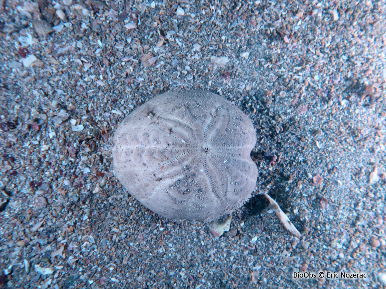 Spatangue pourpre - Spatangus purpureus - Eric Nozérac - BioObs