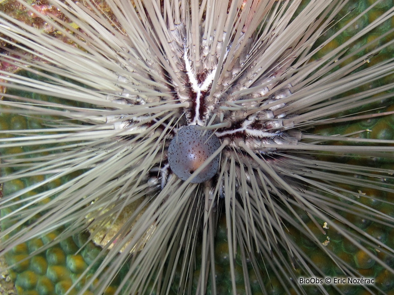 Oursin diadème des Antilles - Diadema antillarum - Eric Nozérac - BioObs