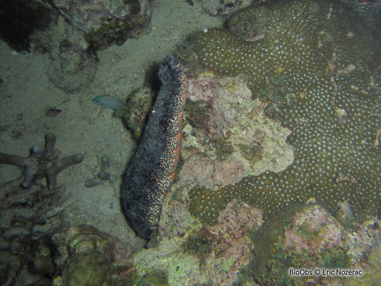 Holothurie mexicaine - Holothuria (Halodeima) mexicana - Eric Nozérac - BioObs