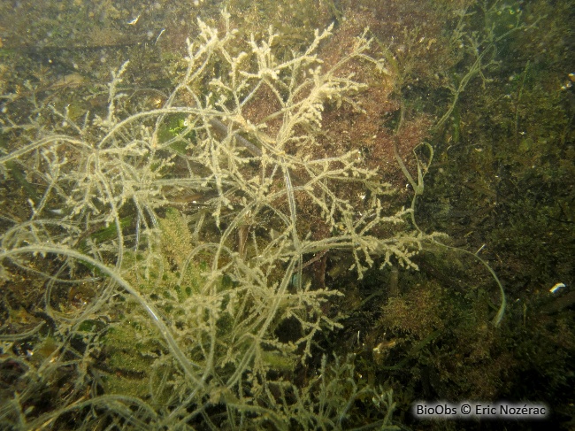 Bryozoaire spaghetti - Amathia verticillata - Eric Nozérac - BioObs