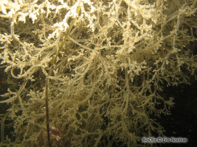 Bryozoaire spaghetti - Amathia verticillata - Eric Nozérac - BioObs