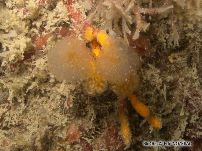 Flocon pédonculé orange - Aplidium punctum - Eric Nozérac - BioObs