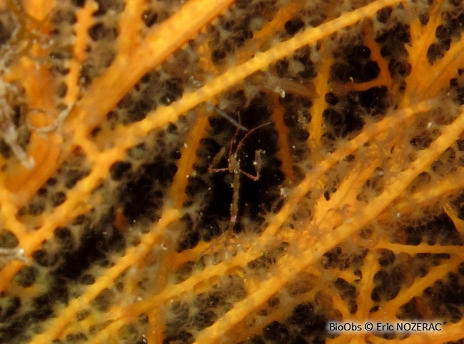 Gorgone orange - Leptogorgia sarmentosa - Eric Nozérac - BioObs