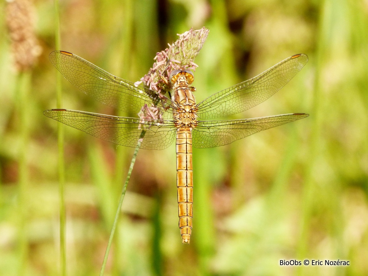 Orthétrum brun - Orthetrum brunneum - Eric Nozérac - BioObs
