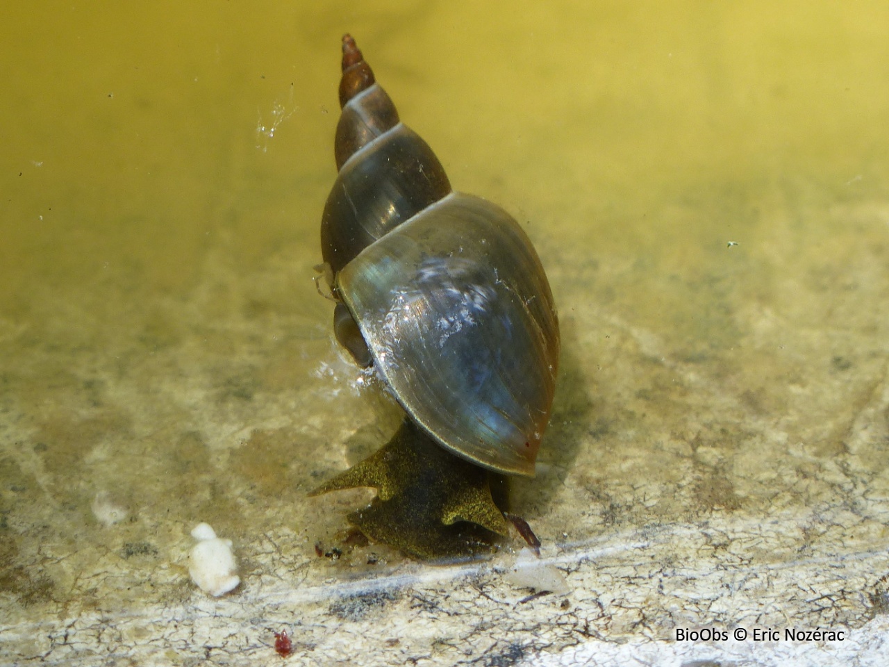 Grande limnée - Lymnaea stagnalis - Eric Nozérac - BioObs