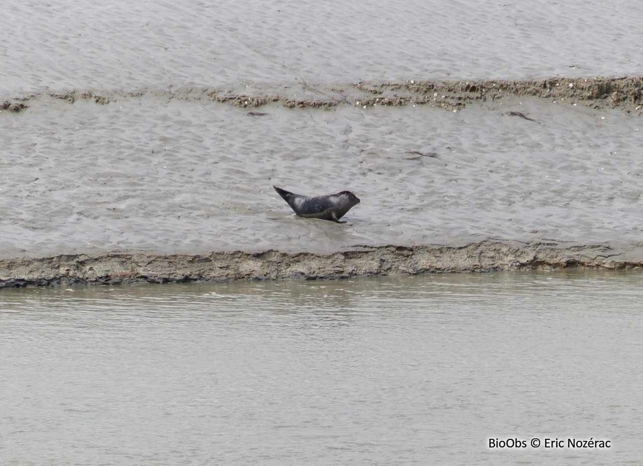 Phoque commun - Phoca vitulina - Eric Nozérac - BioObs