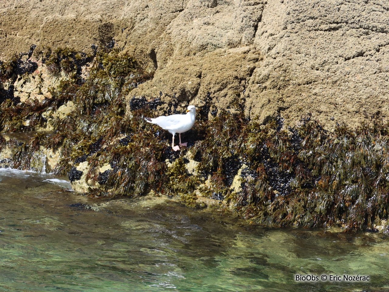 Goéland argenté - Larus argentatus - Eric Nozérac - BioObs
