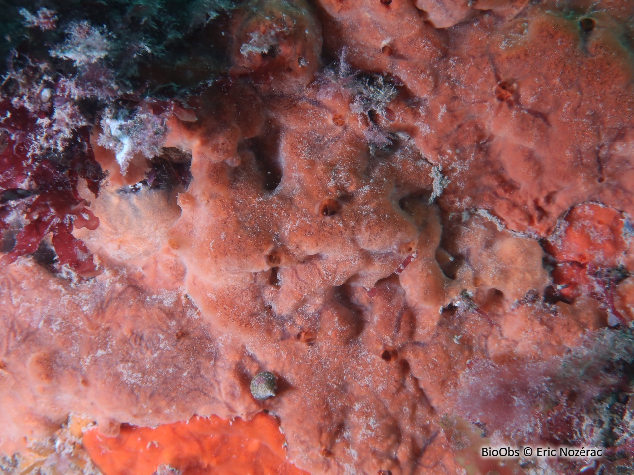 Clathria veinée - Clathria (Microciona) strepsitoxa - Eric Nozérac - BioObs