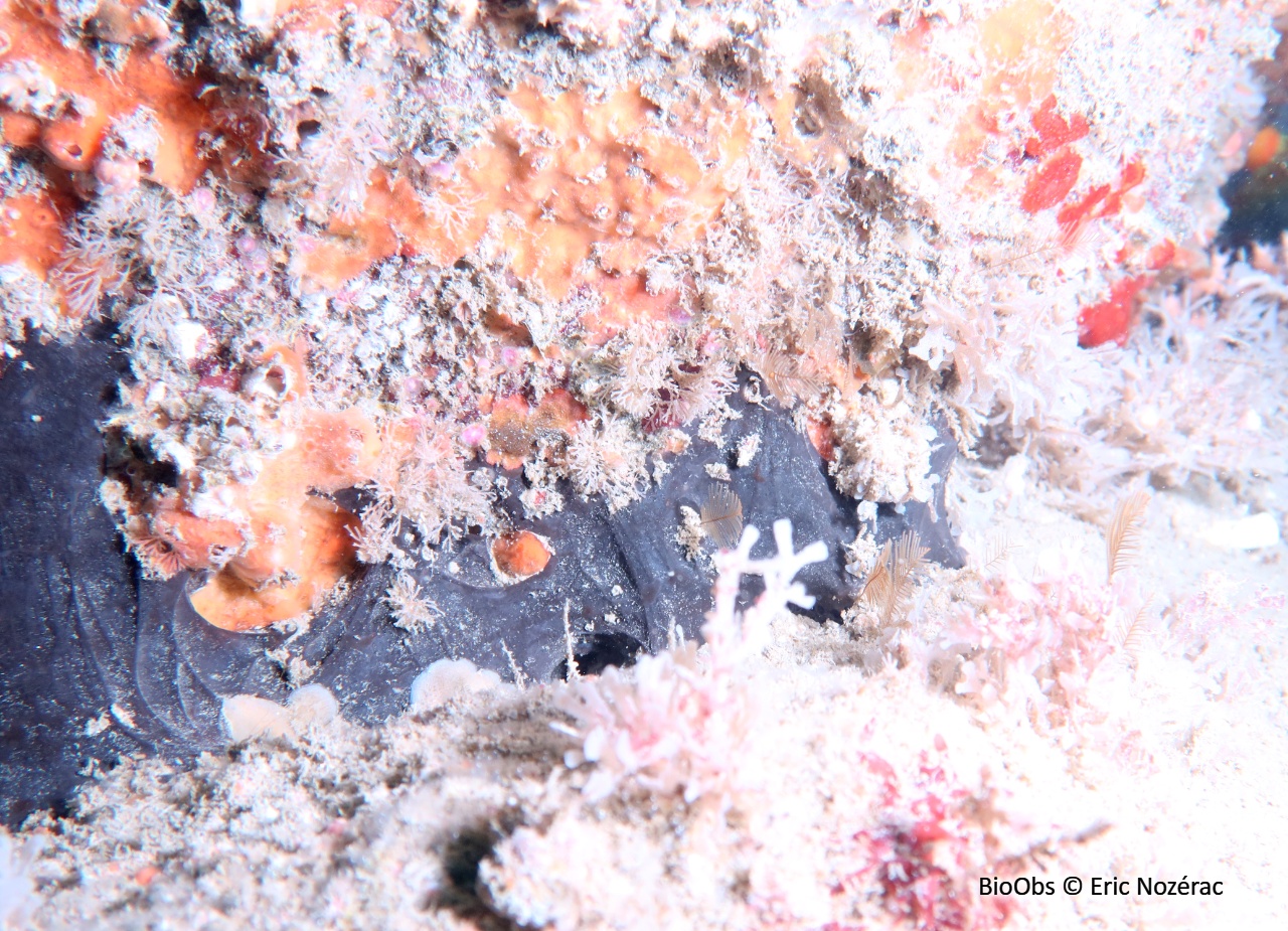 Eponge aile de chauve souris - Dercitus (Dercitus) bucklandi - Eric Nozérac - BioObs